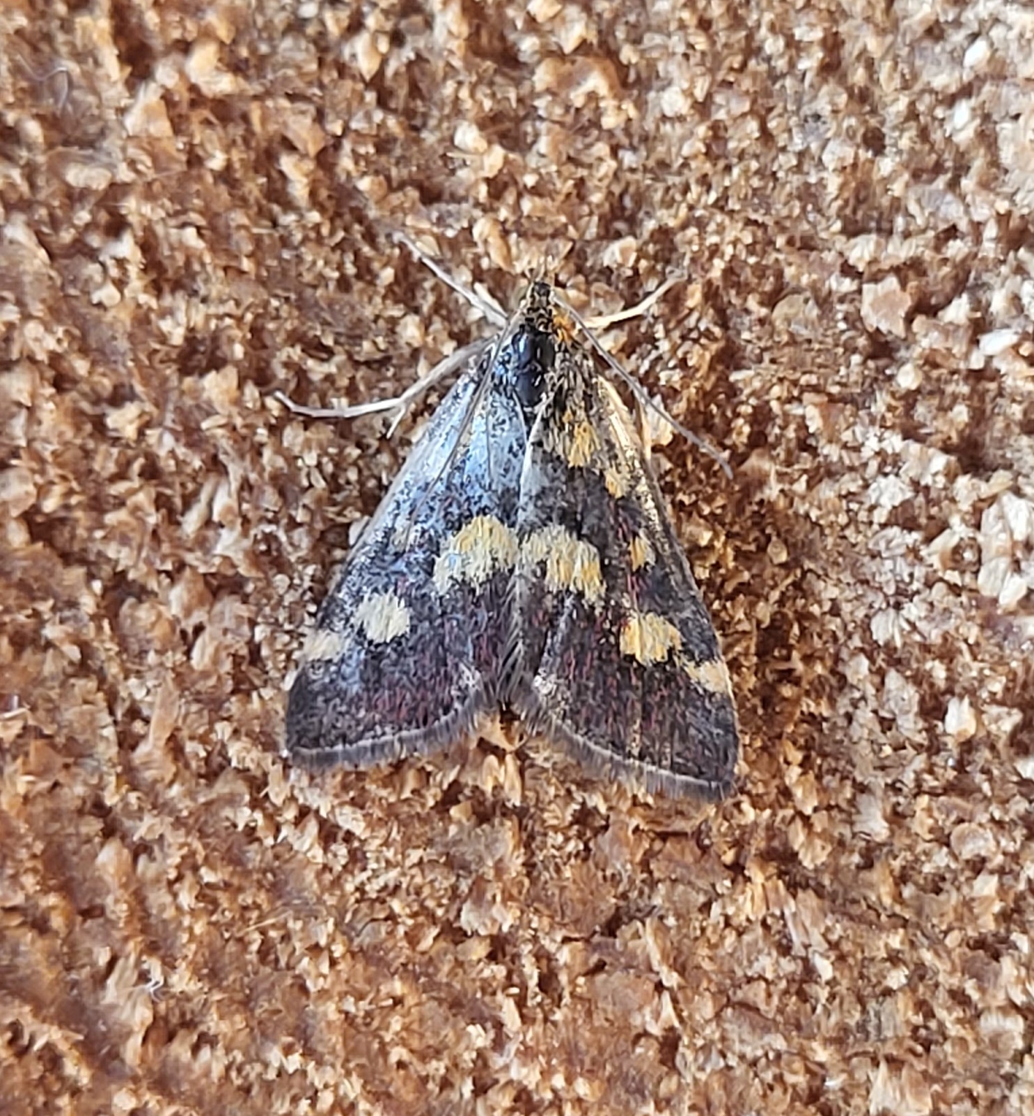 Photo of Common Purple and Gold (Pyrausta purpuralis)